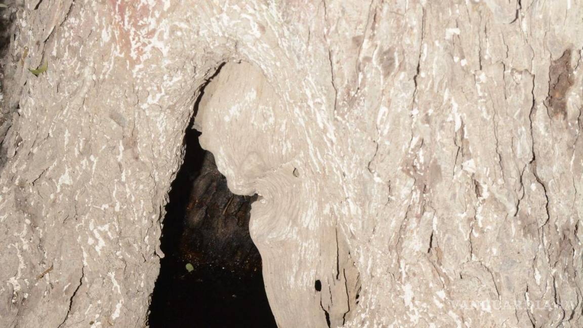 $!Activistas encontraron un líquido oscuro parecido al aceite quemado, argumentando que se le colocó para sacarlo y tener justificación de cortarlo posteriormente.