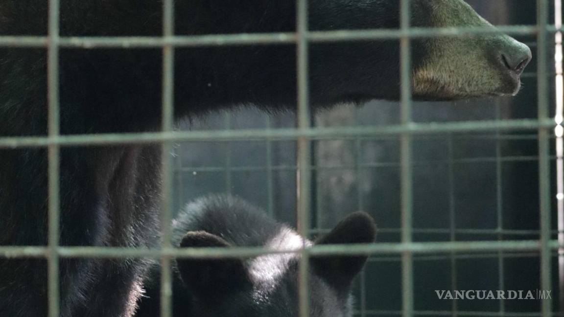 Aumentan avistamientos de osos negros en Coahuila; invitan a protegerlos