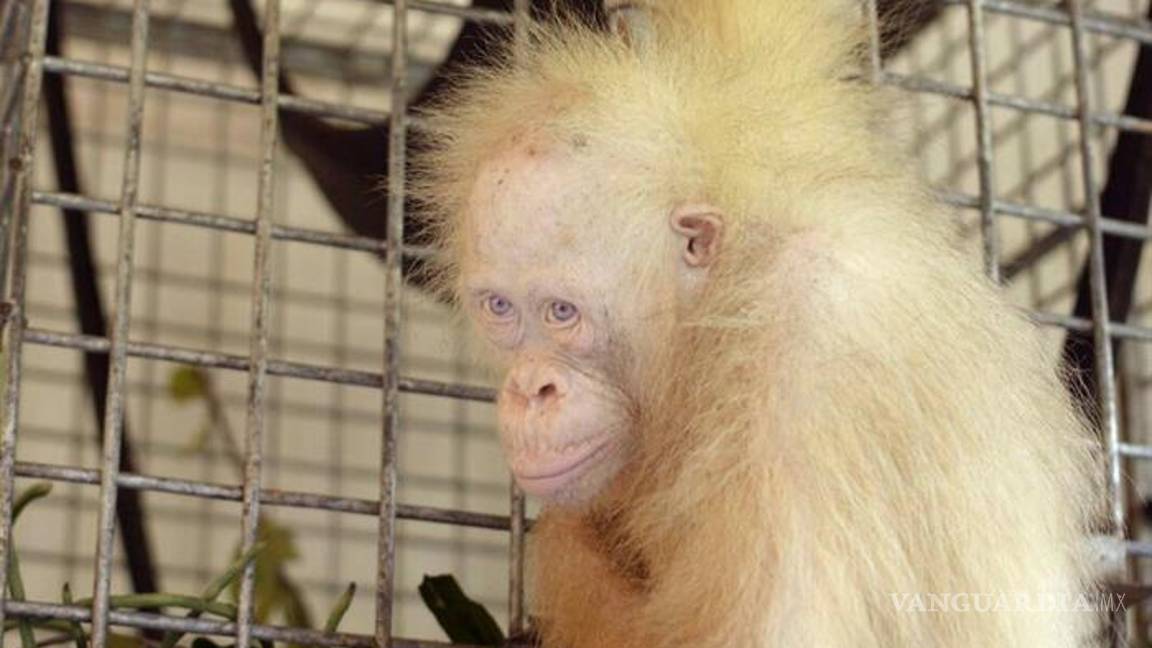 $!Una orangutana albina de Indonesia recibe el nombre de “Alba"