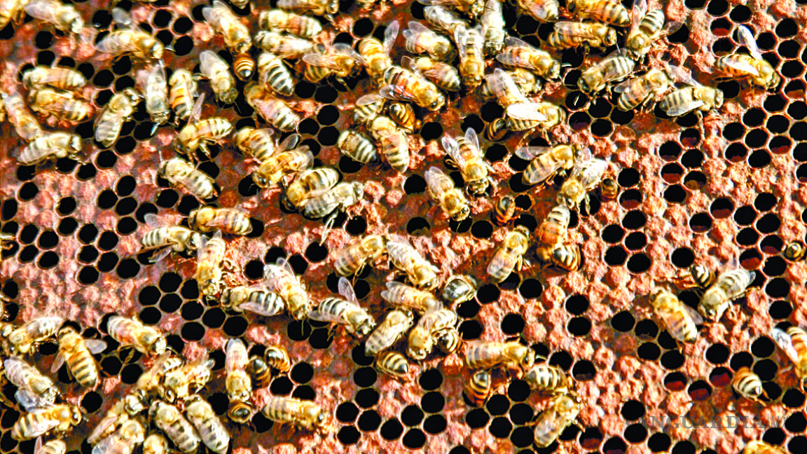 Cuidar a las abejas es obligación de todos