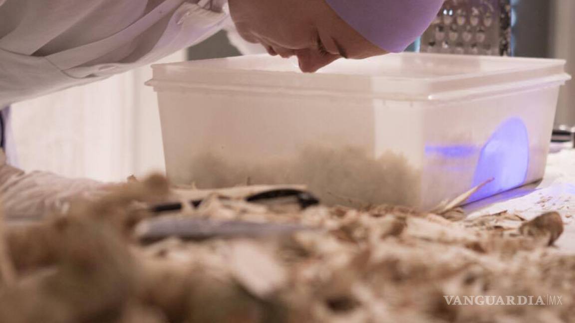 $!Una artista del performance social: Arantxa Araujo