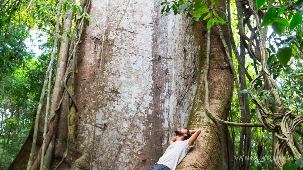$!Viajero recostado sobre las raíces de un árbol amazónico, en Brasil.