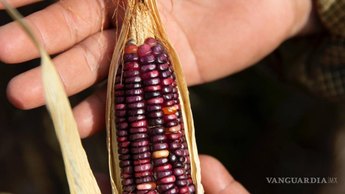 $!El granjero Nazario Poot Palomo muestra un maíz Nal T’eel cultivado en su tierra en Xoy, Yucatán, México.