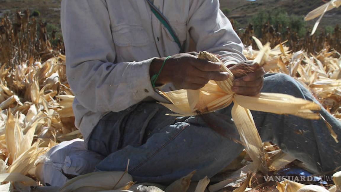 $!Le salen prietitos al TLCAN: maíz blanco y amarillo quedan en vilo, y en autos nos ponen topes