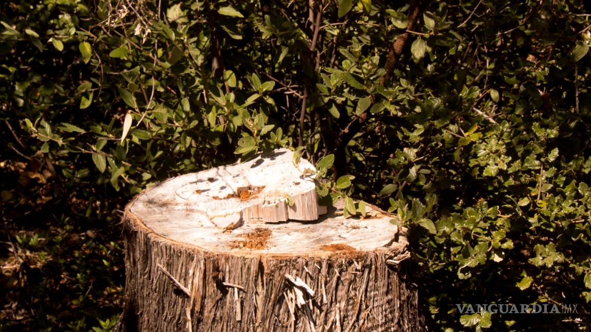 $!Sin respuesta a denuncia de colectivo por tala ilegal