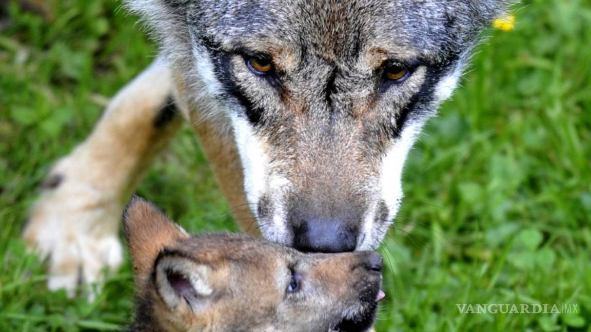 $!En la imagen, cría de lobo, juega con su madre.