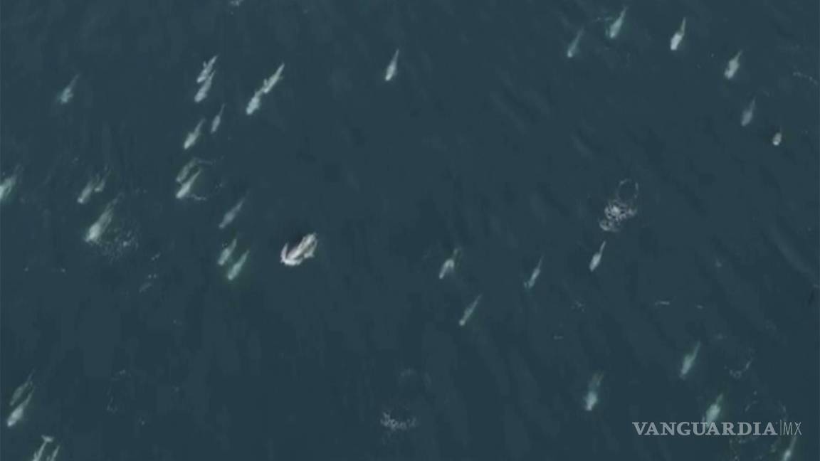 $!Colleen Talty, una bióloga marina, calificó de “asombroso” ver a más de 1,500 delfines retozando alrededor del bote.