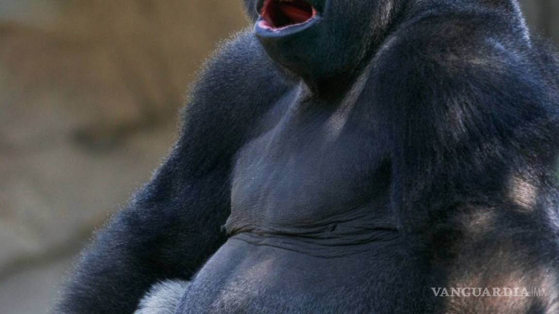 $!Suspenden a director de zoológico por muerte del gorila Bantú