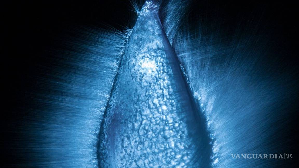 $!Las 10 fotos más espectaculares de National Geographic