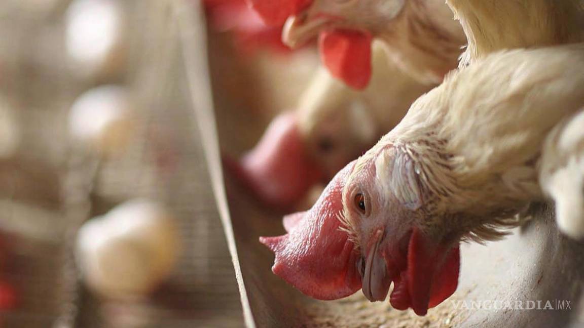 $!Un equipo de científicos analizó el ADN antiguo de pollos de los últimos mil años con el objetivo de poder indagar la evolución del virus de la enfermedad de Marek.