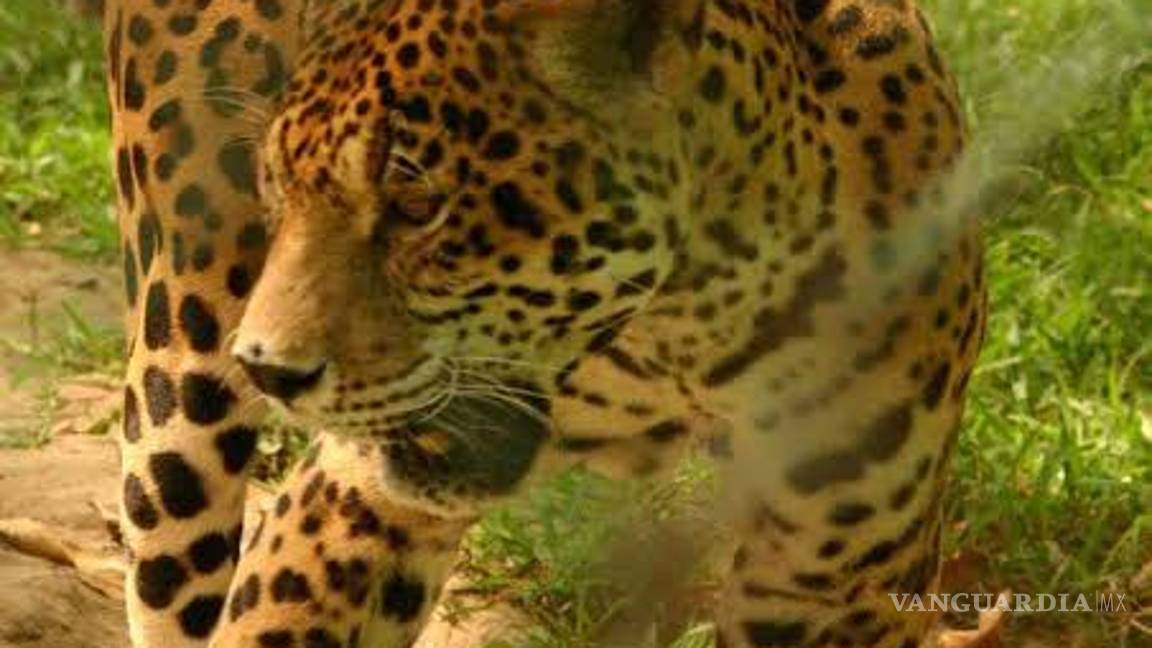 Cinco jaguares y cinco ocelotes se pasean por la selva de Cancún