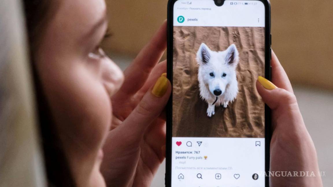 $!El contenido de animales adorables o graciosos es viral en redes sociales.