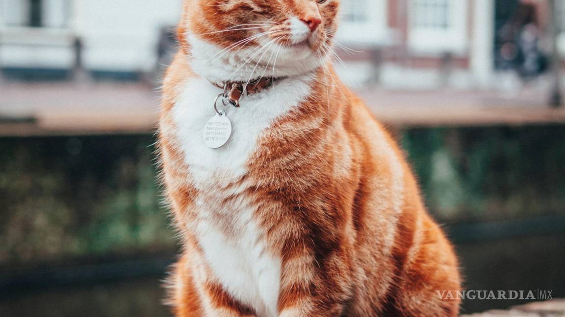 $!¿Por qué a mi gato se le ve la columna? Así puedes corregirlo, según experta