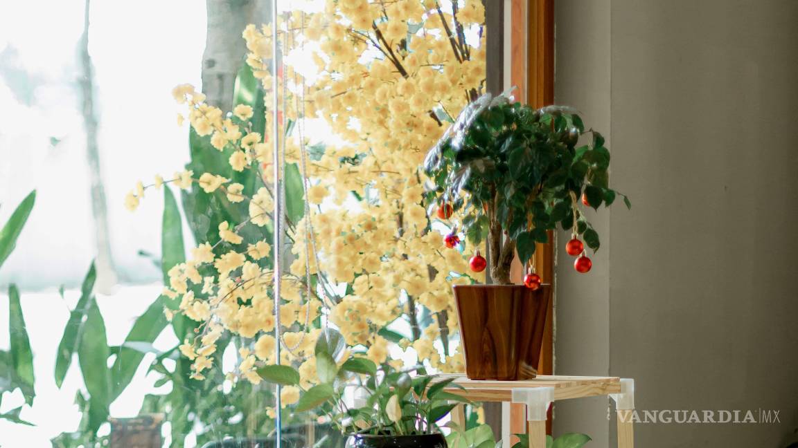 $!Es importante saber en qué zona colocar las plantas según la luz que requieren.