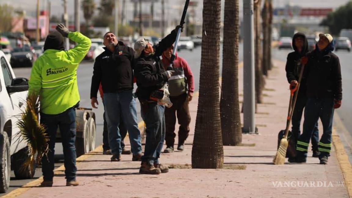 $!En el periférico Luis Echeverría Álvarez se llevó a cabo la poda de palmeras Washingtonia para reducir riesgos a peatones y automovilistas.