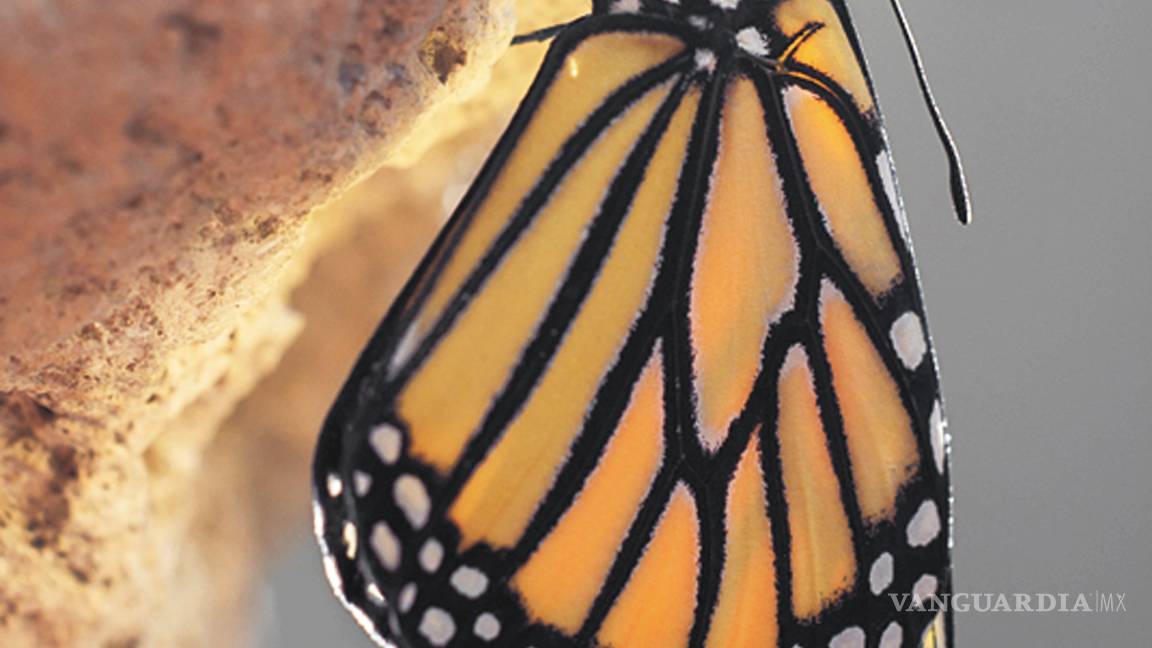 $!La cigüeña de mariposas