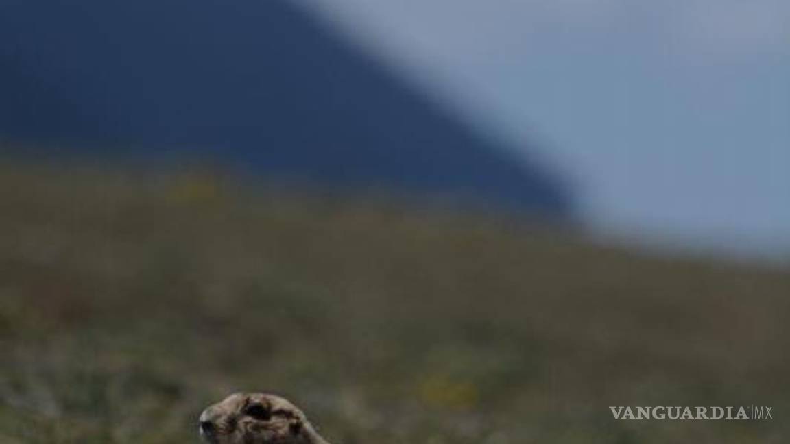 $!Para financiar las actividades de investigación y difusión, el Colegio de Biólogos realiza una rifa de obras de arte con el objetivo de recaudar recursos para la protección de la fauna local.