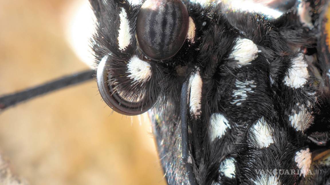 $!La cigüeña de mariposas