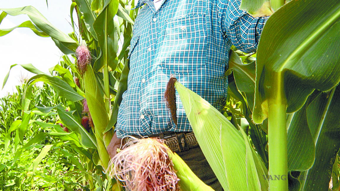 'Seca', la producción de maíz en Arteaga