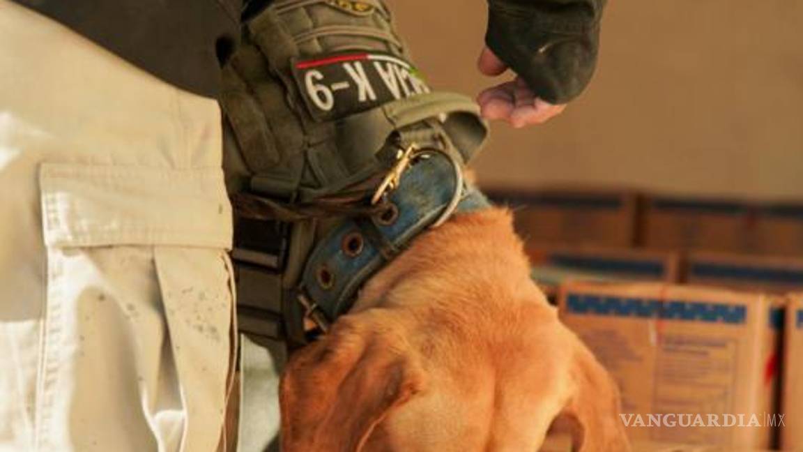 $!El binomio canino “Olivia” identifica paquetes con estupefacientes en las instalaciones de paquetería.