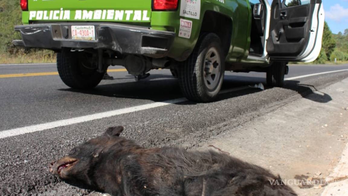 Localizan oso negro muerto sobre carretera 57; será usado con fines científicos