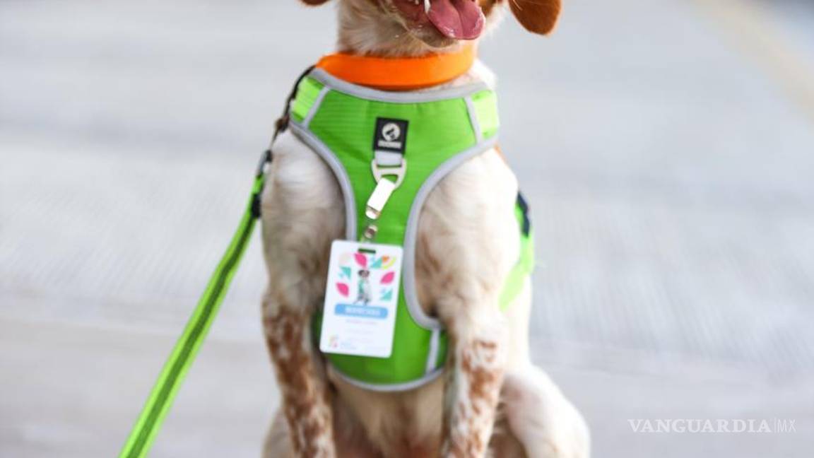 $!En pocas semanas de operación, Manchas ha logrado detectar 60 fugas no visibles, contribuyendo a la recuperación de agua que se perdía de forma imperceptible.