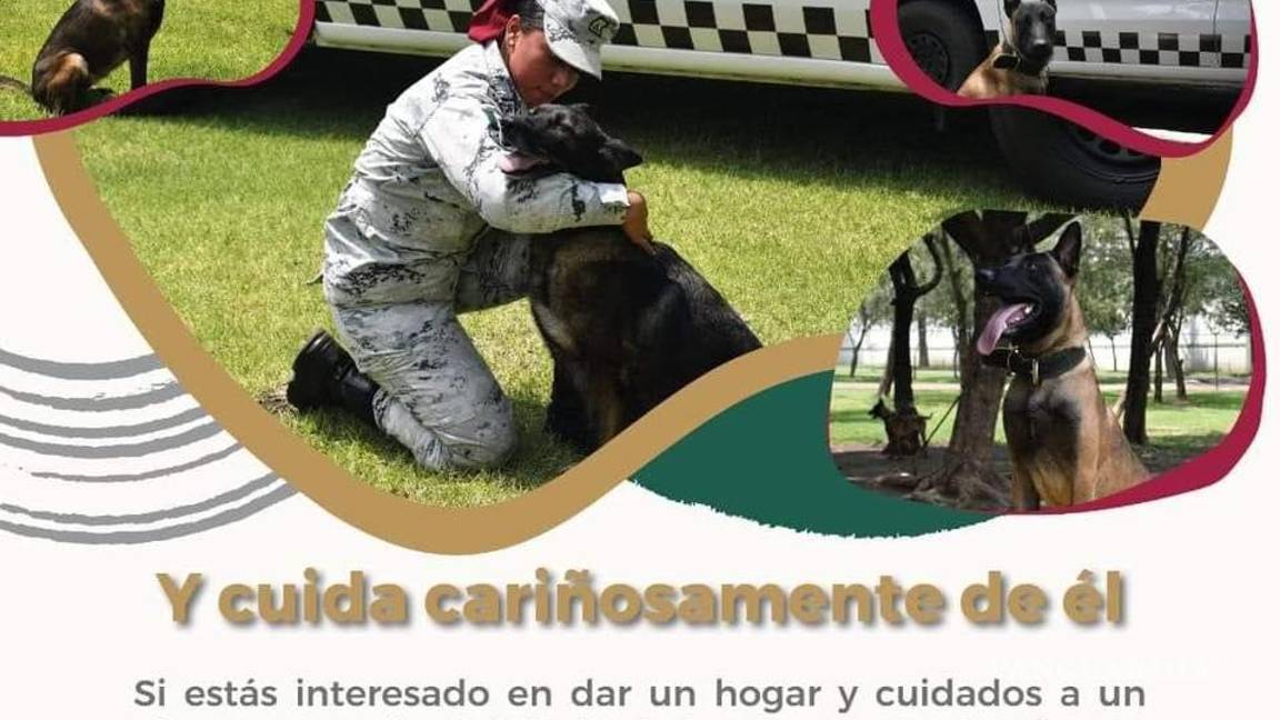 $!La comunidad se une al llamado de adoptar perros jubilados, ofreciendo un hogar a estos héroes de cuatro patas y continuando su legado de servicio y amor incondicional.