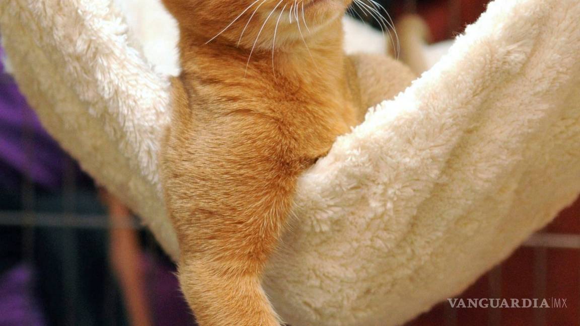 $!Gatos, los reyes de las redes sociales