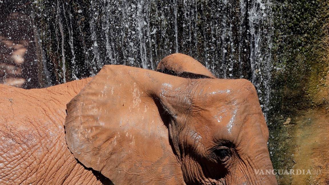 $!Amenaza crisis climática a especies en peligro