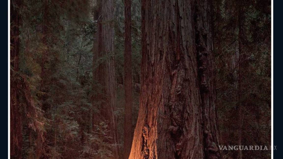 $!Annie Proulx pública en español su esperada nueva novela,"El bosque infinito"