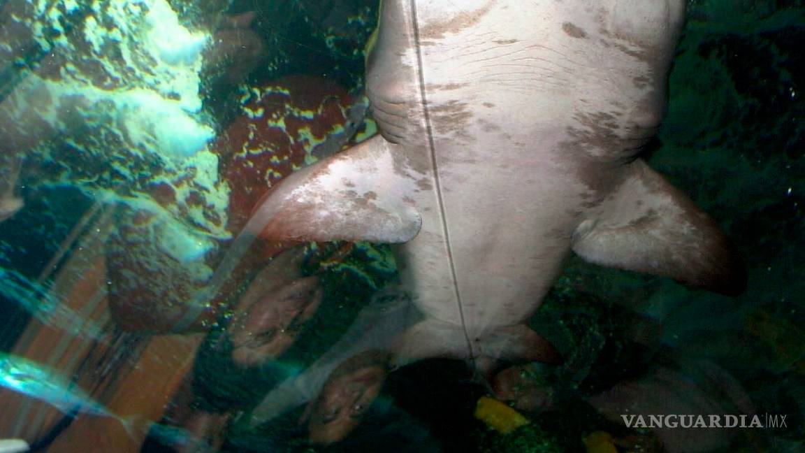 $!Un tiburón que vive 400 años y otras curiosidades que parecen un cuento, pero son verídicas