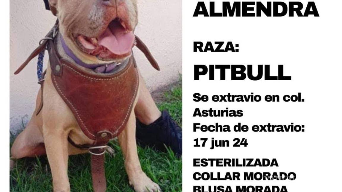 $!Carteles de búsqueda de Almendra difundidos por la asociación “Lomitos Al Rescate A.C.” en redes sociales.