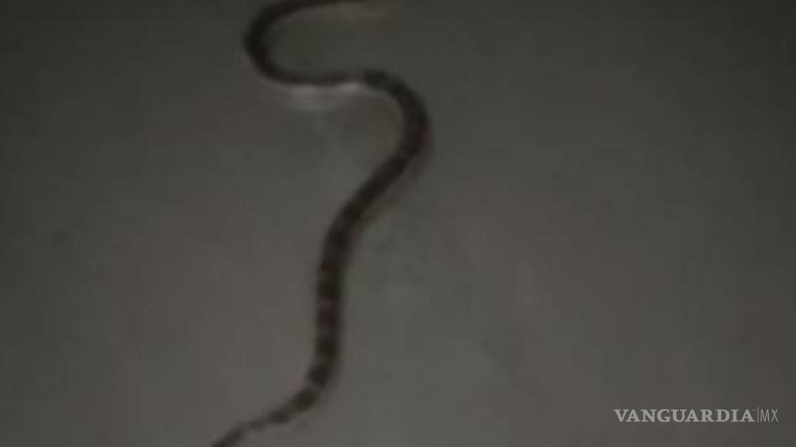 $!Obreros se han topado con serpientes en algunas áreas, lo que representa un peligro.