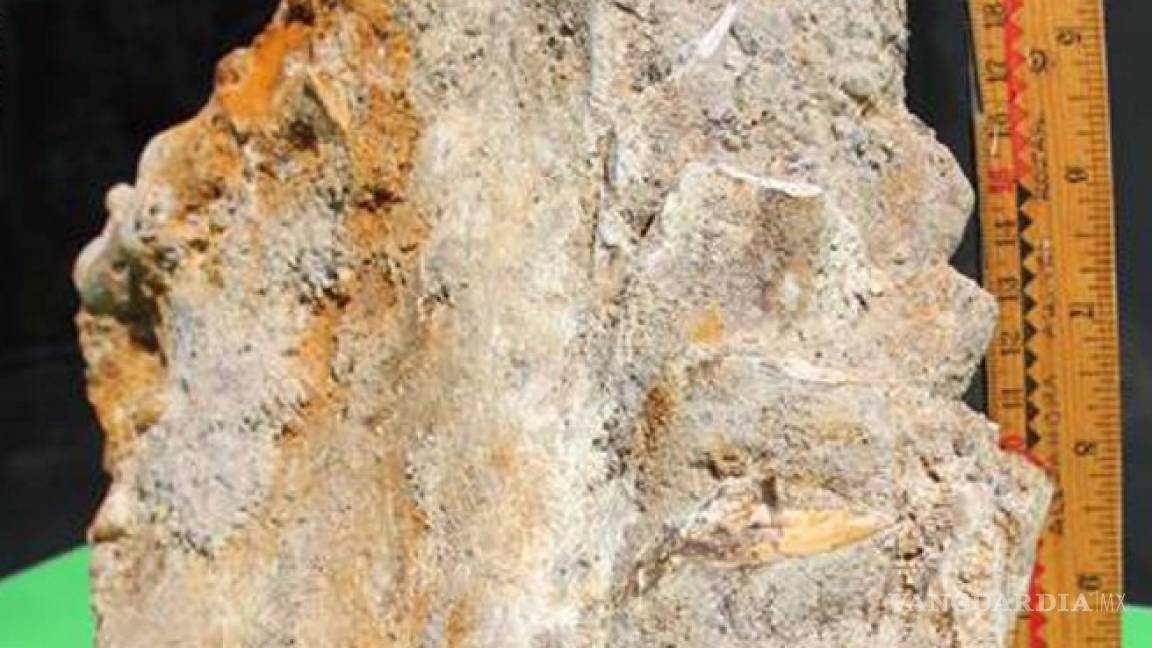 Descubren pieza dental de mamut del Pleistoceno en Durango