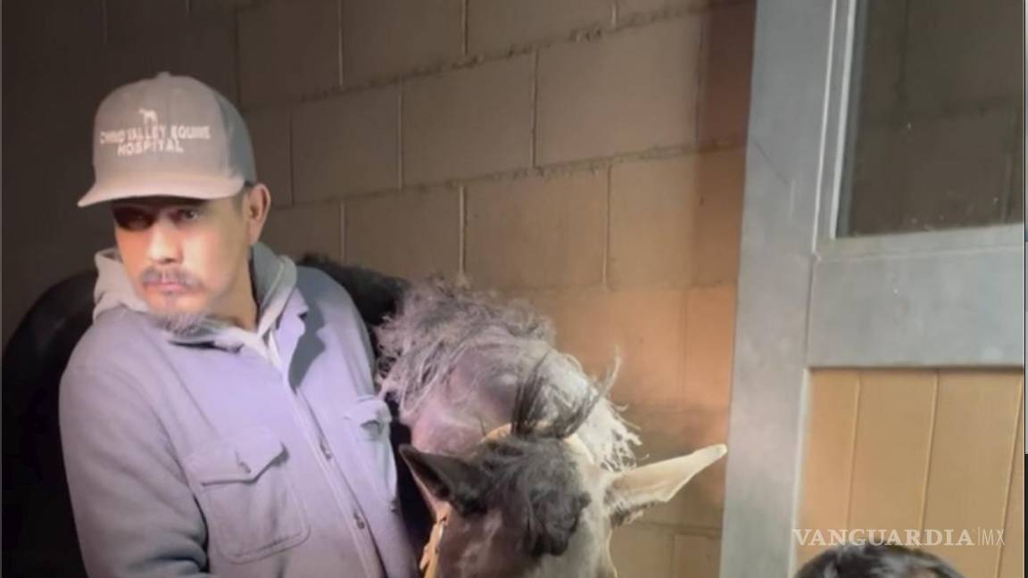 $!Un veterinario limpia los ojos de un caballo llamado Flicka y revisa si tiene daños en el Hospital Equino de Chino Valley tras ser rescatado del incendio de Eaton.