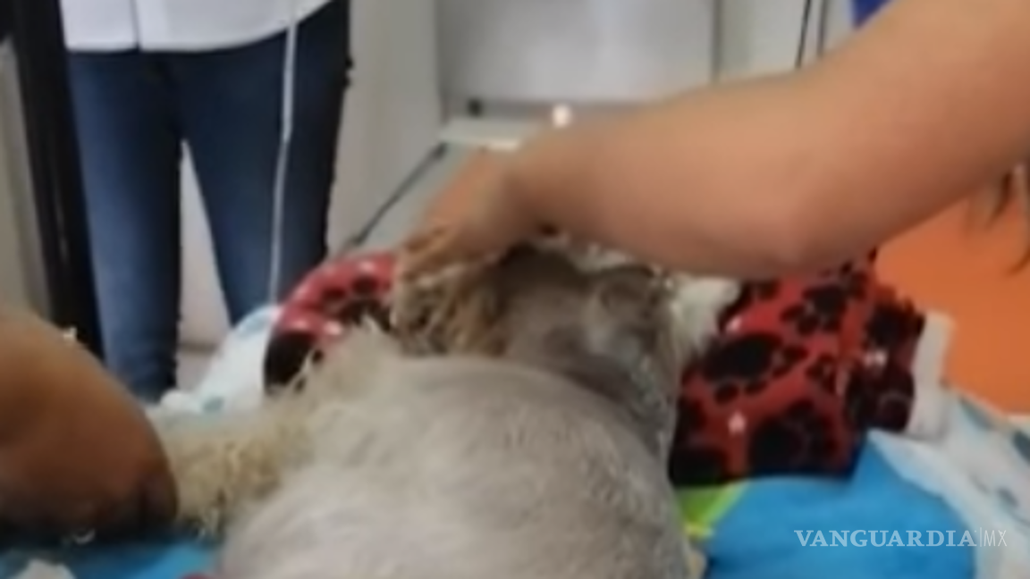 $!Pucca resultó gravemente herida en la cabeza y dos días después de la agresión murió