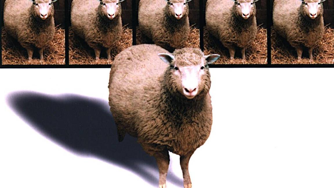 $!La creación de la oveja clonada Dolly, en 1997, representa un avance revolucionario de consecuencias imprevisibles.