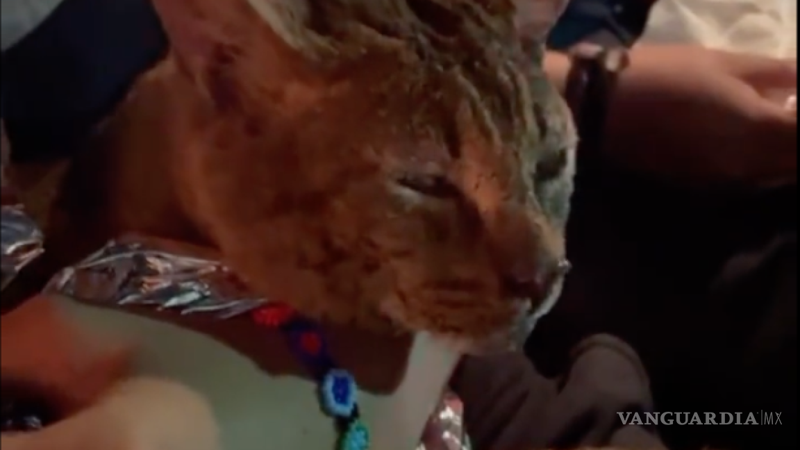 ‘¡Todas las vidas cuentan!’ Bomberos rescatan gatito del incendio de la Central de Abasto de Iztapalapa (video)