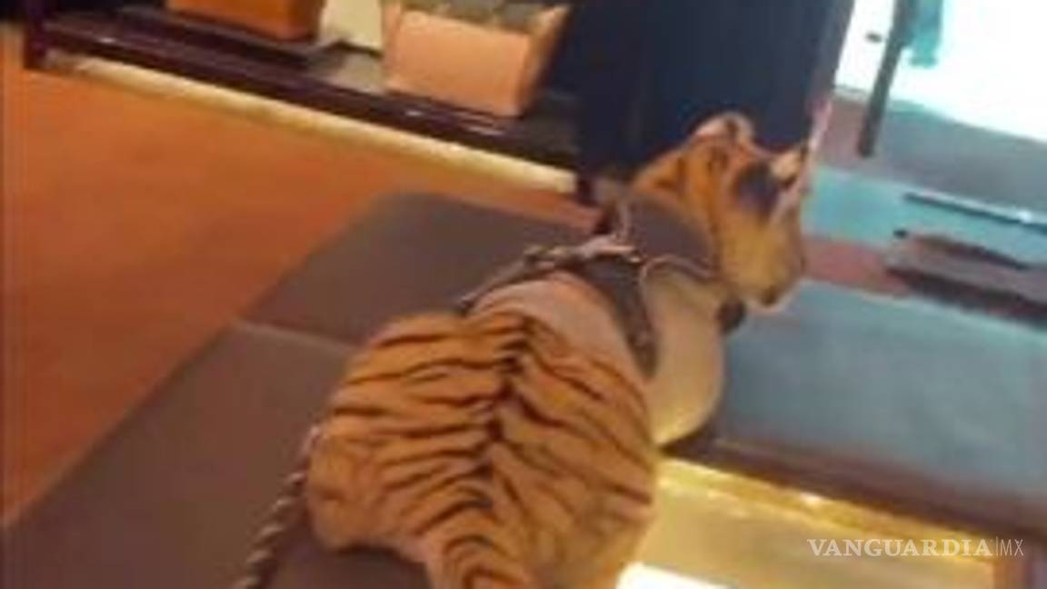 $!Mujer que paseó Tigre es pareja de futbolista del América