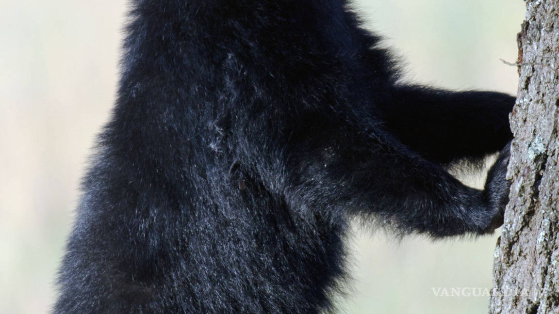 Un éxito el programa de protección del oso negro en Coahuila