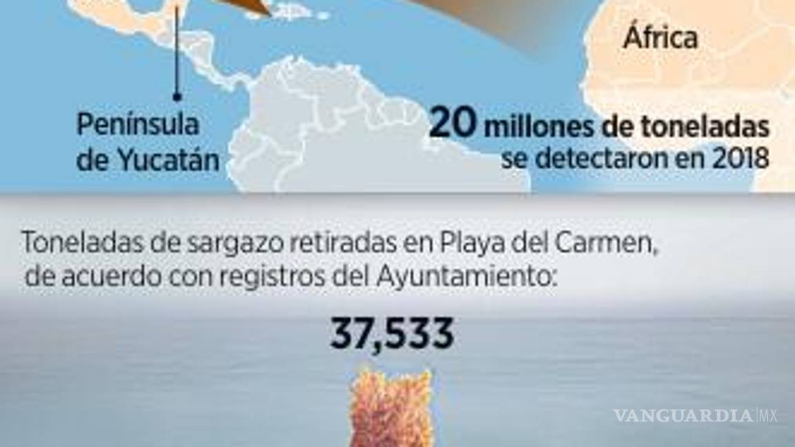 $!Fracasa estrategia contra el sargazo a las playas de Quintana Roo