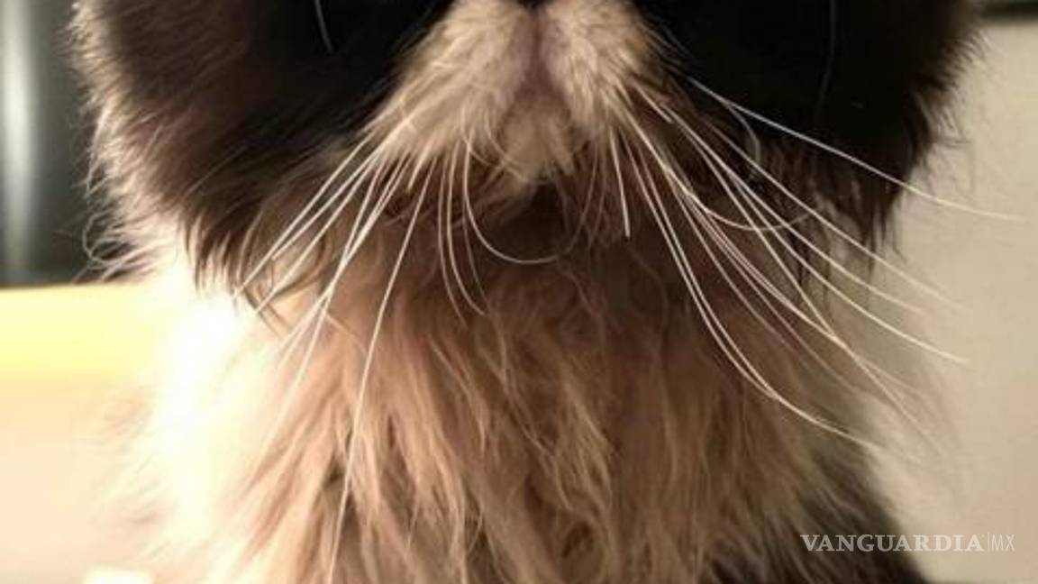 $!Aquí el gatito perdido de cuerpo completo.