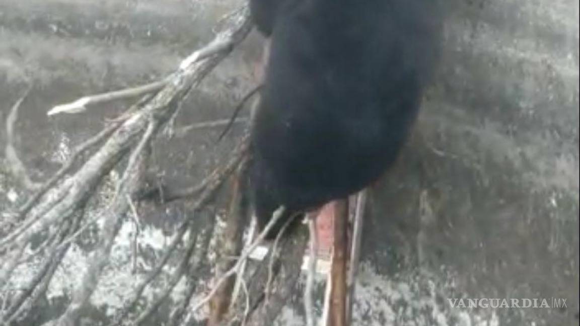 Trabajador rescata a oso negro atrapado en estanque en rancho de Hermanas, Coahuila