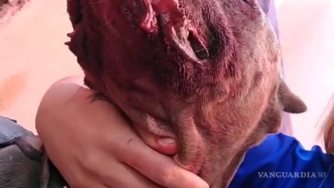 Dueña de perro víctima de supuesto maltrato por estatales en Saltillo pide justicia (imágenes sensibles)
