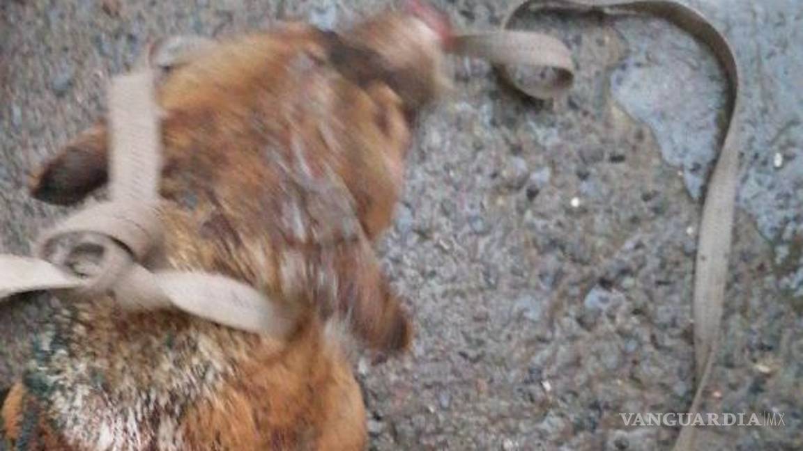 $!El perro sufrió quemaduras en la cabeza y lomo.