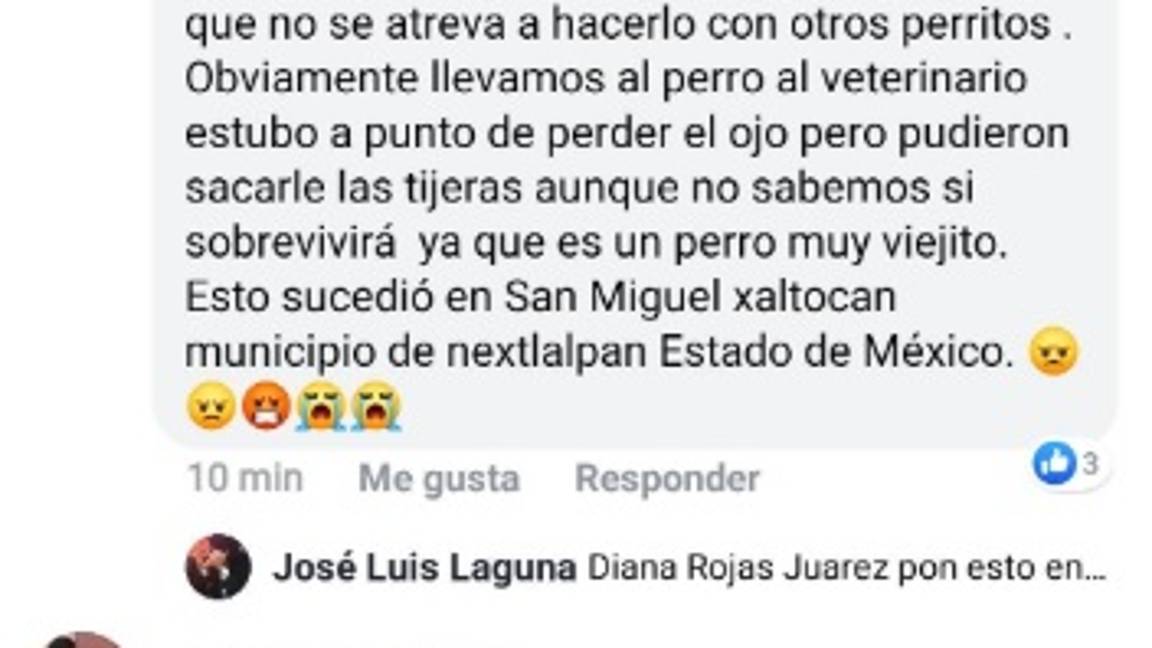 $!Perrito es cruelmente atacado: le clavan tijeras en un ojo
