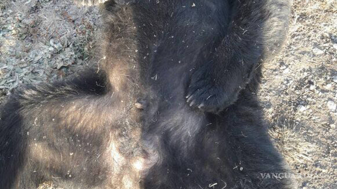 Hallan oso negro especie en peligro de extinción, muerto por un balazo en Derramadero