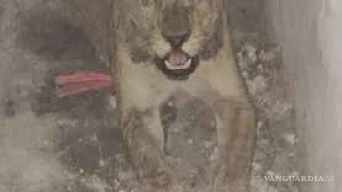Localizan a leona en casa deshabitada en Nuevo León