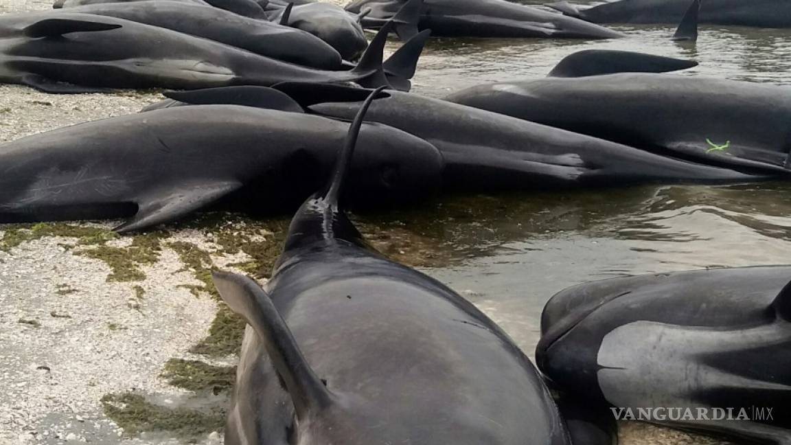 $!Más ballenas encallan en Nueva Zelanda, suben el total a 650
