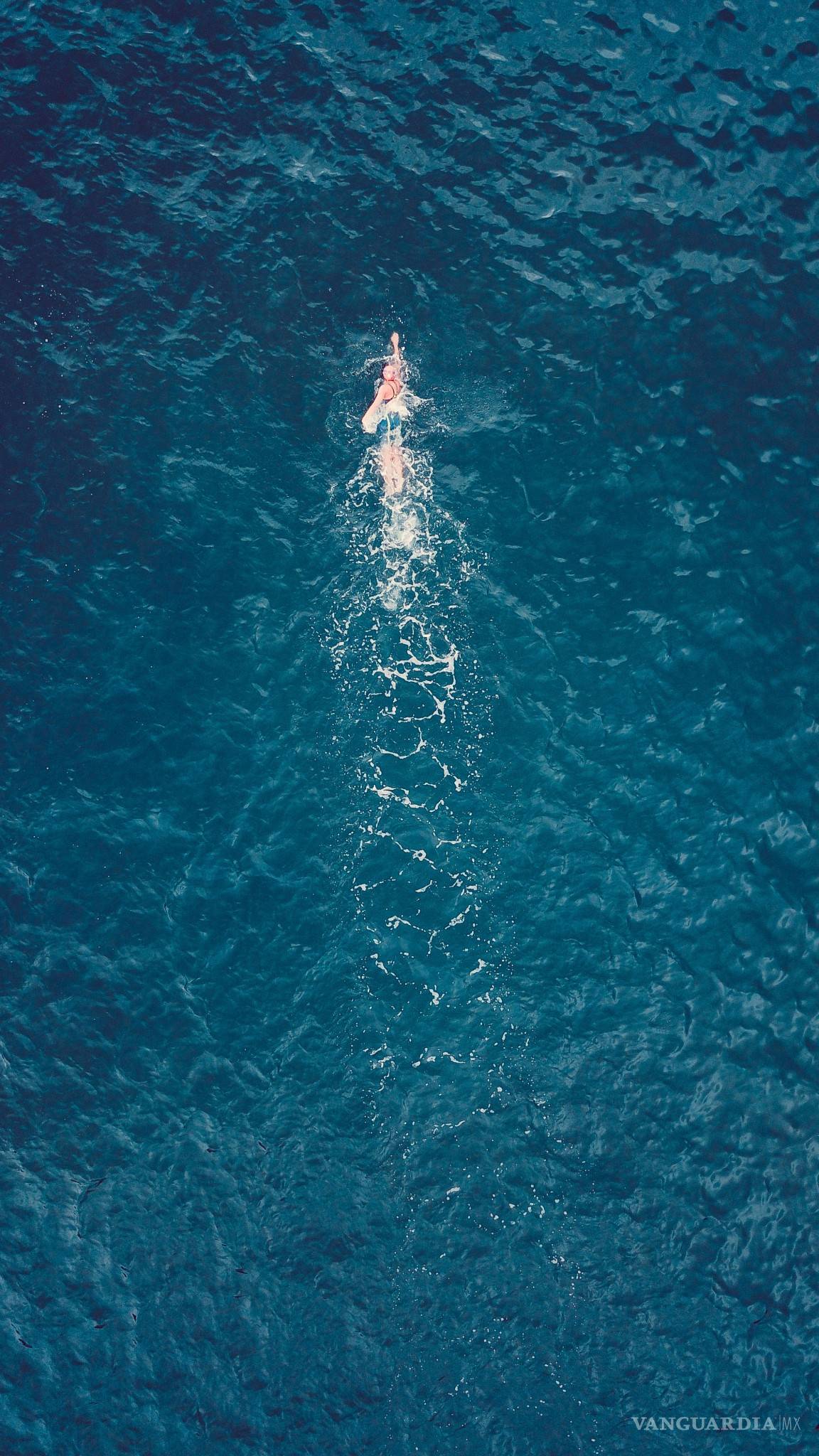 $!Día Mundial de los Océanos, ¿cómo podemos salvarlos desde nuestras casas?